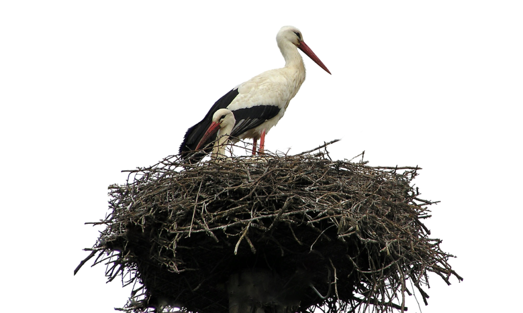 isolated, white, stork-1051969.jpg