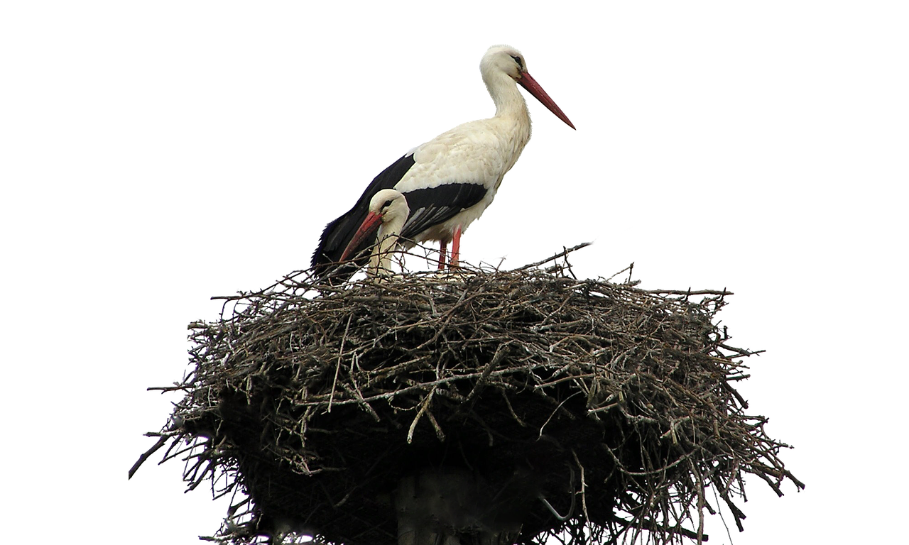 isolated, white, stork-1051969.jpg