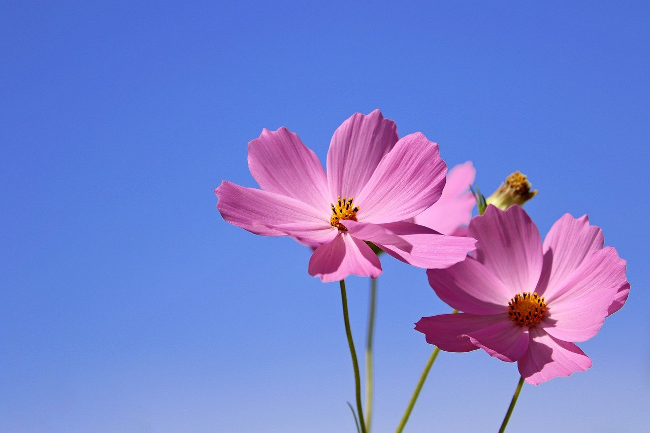 cosmos, flower, wildflower-6680031.jpg