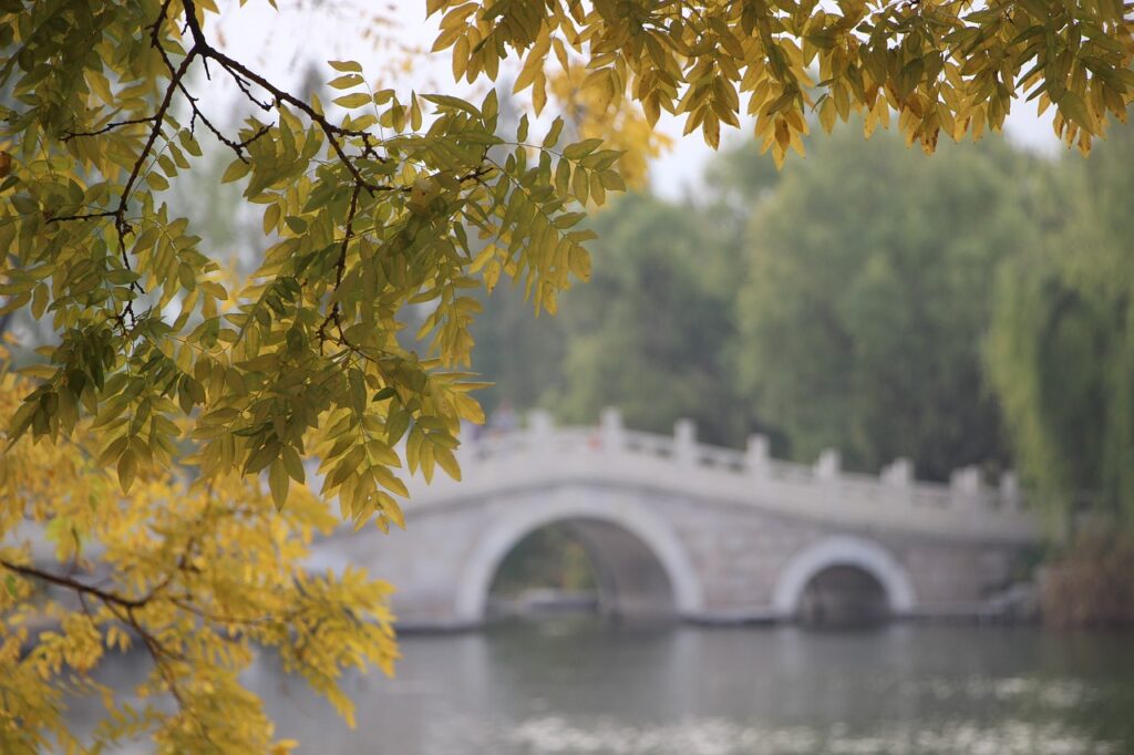 tree, leaves, bridge-5577892.jpg